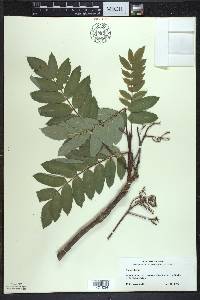 Sorbus decora image