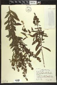 Spiraea alba image