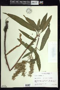 Rumex verticillatus image