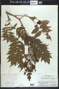 Sorbaria sorbifolia image