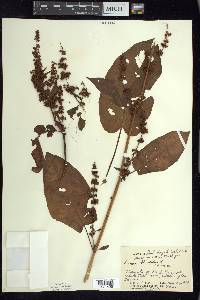 Rumex obtusifolius image