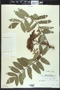 Sorbus decora image