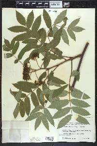 Sorbus decora image