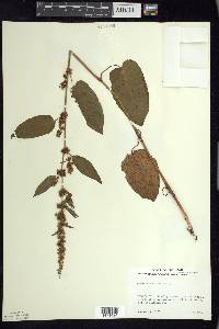 Rumex obtusifolius image