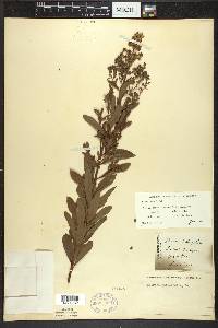 Spiraea alba image