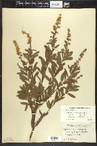 Spiraea alba image