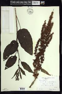 Rumex obtusifolius image