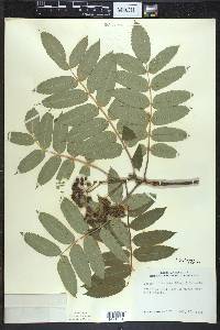 Sorbus decora image