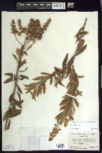 Spiraea alba image