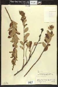 Spiraea tomentosa image