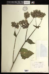 Mirabilis nyctaginea image