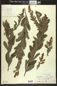 Spiraea alba image