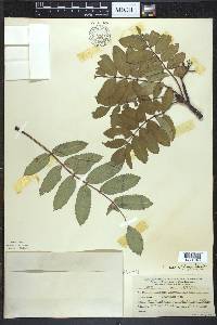 Sorbus decora image