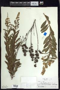 Spiraea alba image