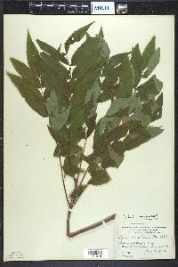 Sorbus americana image