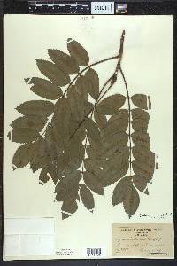 Sorbus decora image