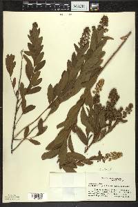 Spiraea alba image