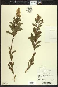 Spiraea alba image