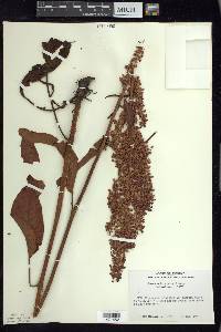 Rumex orbiculatus image