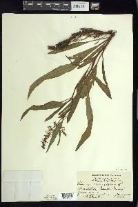 Rumex verticillatus image