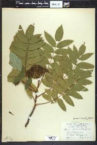 Sorbus decora image