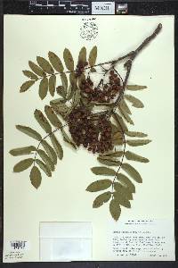 Sorbus decora image