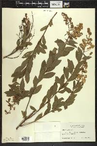 Spiraea alba image