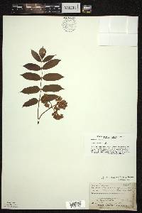 Sorbus decora image