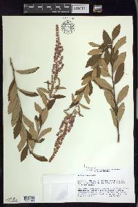 Spiraea tomentosa image