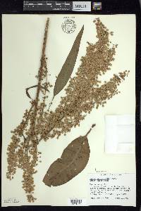 Rumex orbiculatus image