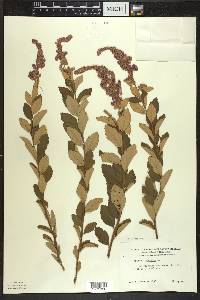 Spiraea tomentosa image