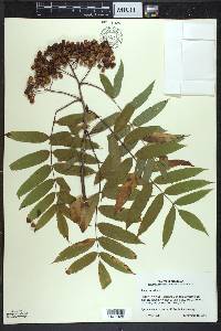 Sorbus americana image