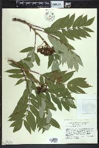 Sorbus americana image