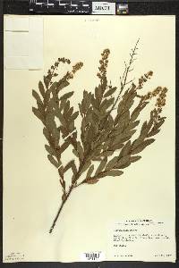 Spiraea alba image