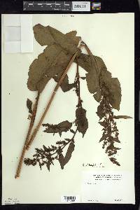 Rumex obtusifolius image