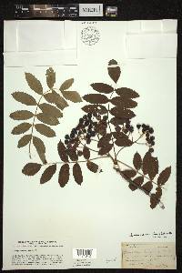 Sorbus decora image