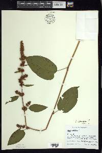 Rumex obtusifolius image