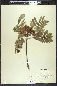 Sorbus decora image