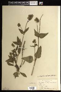 Mirabilis nyctaginea image