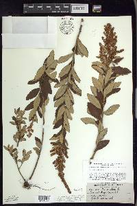 Spiraea tomentosa image