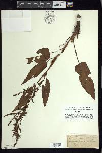 Rumex obtusifolius image