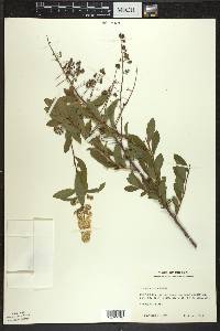 Spiraea alba image