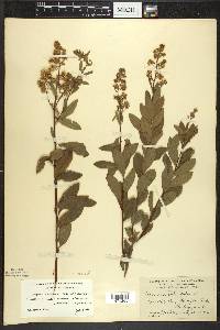 Spiraea alba image