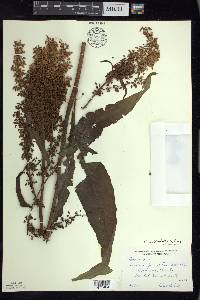 Rumex orbiculatus image