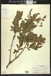 Spiraea alba image