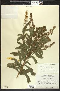 Spiraea alba image