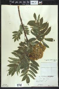 Sorbus decora image