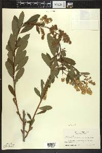 Spiraea alba image