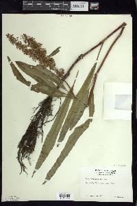 Rumex verticillatus image