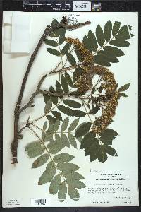 Sorbus decora image